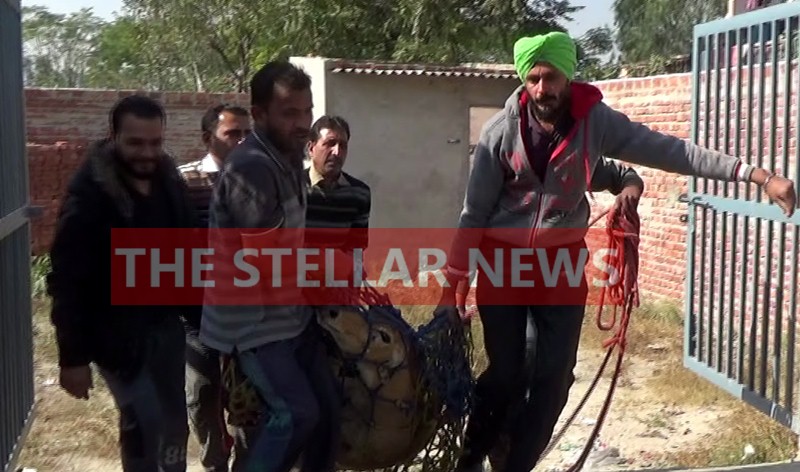 wild-life-dept-rescue-neel-cow-basant-nagar-Hoshiarpur-Punjab.JPG