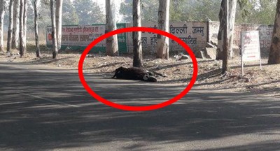 cow-dead-hit-vehicle-Hoshiarpur-Adamwal-Road