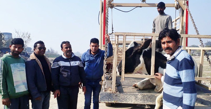 Nai-Soch-caught-Stray-Animals-Hoshiarpur-Punjab.jpg