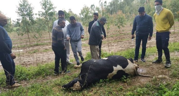 dead cow's news