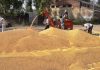 ਹੁਣ ਤੱਕ 10,544 ਮੀਟ੍ਰਿਕ ਟਨ ਕਣਕ ਦੀ ਹੋਈ ਖਰੀਦ: ਖਹਿਰਾ