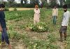 जज्बे को सलाम: 80 की उम्र में प्रितम सिंह ने फिर संभाली खेतों की कमांड, सोशल डिस्टैंस रखकर कर रहे काम