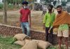 अनाज मंडी से गेहूं की 24 बोरियां चोरी, पुलिस जांच में जुटी