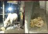 अन्न की बेकद्री देख मन हुआ दुखी, नहीं बांट सकते तो मत बनाओ लंगर