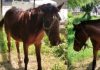 घोड़े को महंगी पड़ी कश्मीर की सैर, हुआ कोरोना, मालिक की रिपोर्ट आना बाकी