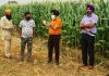ਸੁਰੱਖਿਅਤ ਖੇਤੀ ਲਈ ਝੋਨੇ ਹੇਠੋਂ ਰਕਬਾ ਕੱਢ ਕੇ ਬਦਲਵੀਆਂ ਫਸਲਾਂ ਹੇਠ ਲਿਆਉਣਾ ਜ਼ਰੂਰੀ: ਡਾ. ਅਮਰੀਕ ਸਿੰਘ