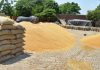 ਜ਼ਿਲੇ ਦੀਆਂ ਦਾਨਾ ਮੰਡੀਆਂ ਵਿਖੇ ਹੁਣ ਤੱਕ 42,357 ਮੀਟ੍ਰਕ ਟਨ ਕਣਕ ਦੀ ਹੋਈ ਆਮਦ