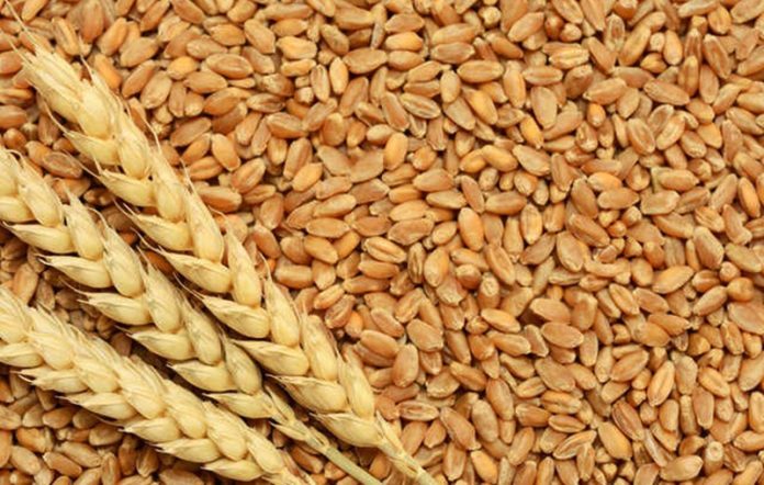 wheat