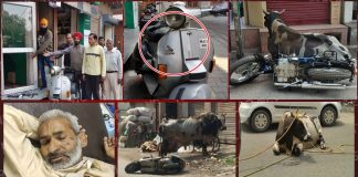 आवारा सांड ने मचाया उत्पात, लोगों को किया चोटिल, वाहन क्षतिग्रस्त, कड़ी मशक्कत से पहुंचाया कैटल पोंड फलाही