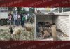 सेवा परमोधर्म ने पकड़ी ओवरलोडेड बकरियों से भरी गाडिय़ां, 30 मिली मृत