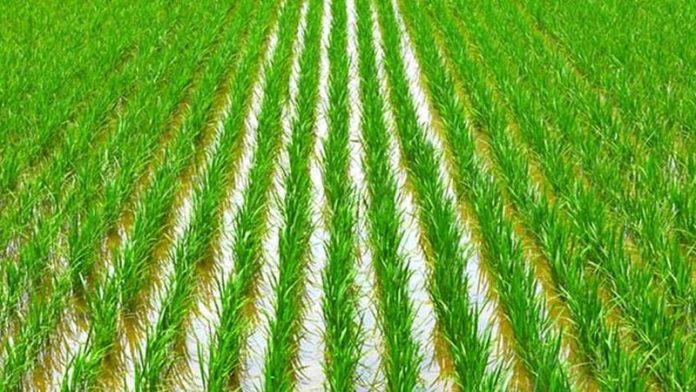 Kharif-Crop