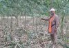 जंगली जानवरों ने किया किसानों की फसलों को बर्बाद