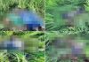 5 पाकिस्तानी घुसपैठियों को बीएसएफ ने किया ढेर, सर्च अभियान जारी