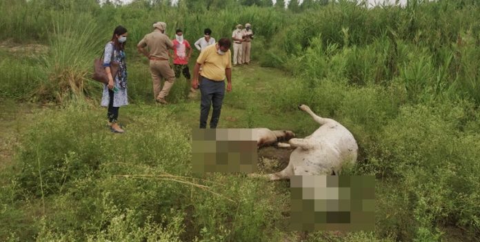 cow-died-electric-showk-bassi-gulam-husaain-hoshiarpur
