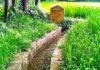 ‘रानी कूहल-सफलता की एक जीवंत कहानी’’, रानी कूहल से आत्मनिर्भर हुए गांव मुंदला के किसान