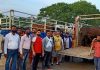 खतरनाक सांडों को कैटल पाउंड में पहुंचा कर जल्द किया जाएगा सांड मुक्त शहर: गैंद