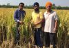 किसान विजय बहादुर सिंह फसल के पराली न जलाकर खेत में करता है प्रबंधन