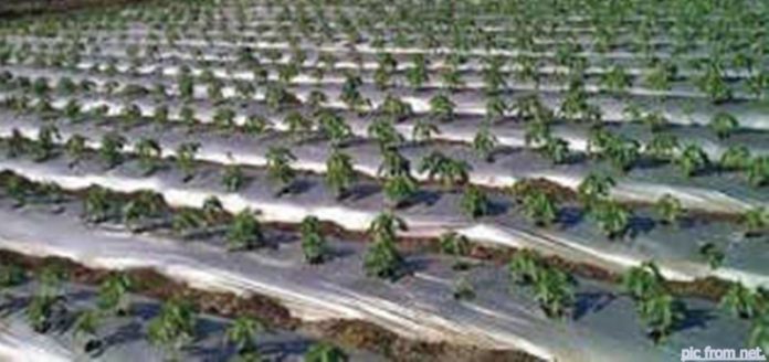 mlching-sheet-drip-farming