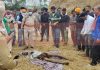 दसुहा के गांव पनवां में गुज्जरों के डेरे से 10 फिट गहरे गढ्डे से बरामद हुआ नौकर रणजीत का शव, पुलिस ने शुरु की जांच