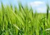 Krishi Se Sampannta Yojana started for cultivation of Heeng and Saffron in State