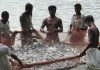 कैबिनेट मंत्री बाजवा ने विश्व मछली पालन दिवस के मौके मछली पालकों को दी बधाई
