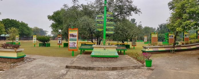 museum-of-trees