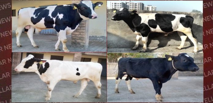 cows