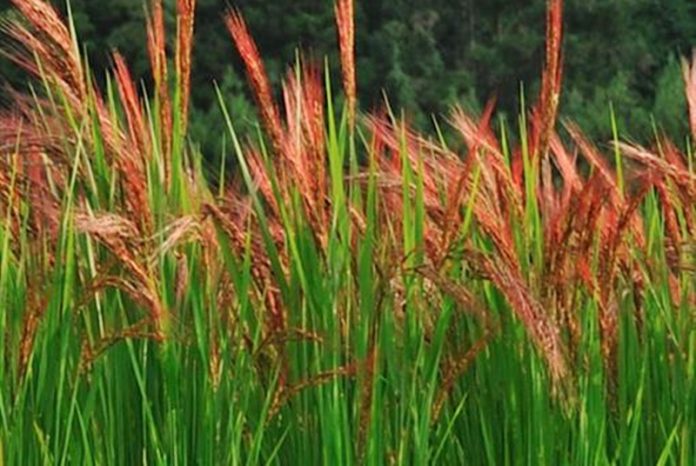 rice-paddy-farming