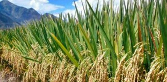 rice-paddy-himachal