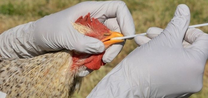 Testing rooster for avian flu