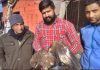चाइना डोर के प्रति जागरूक होते हुए भी अनदेखी कर रहे लोग, हरविंदर ने डोर में फंसकर घायल हुए बाज का करवाया उपचार