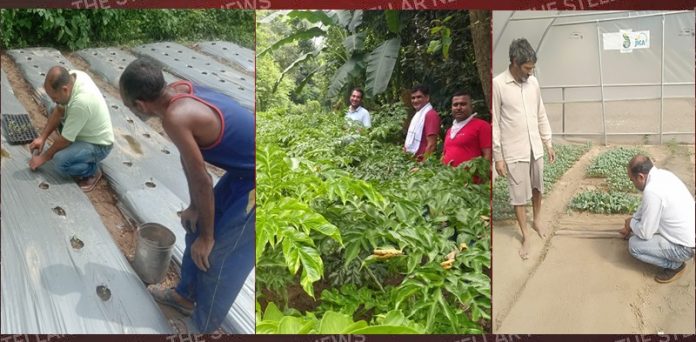 plantation