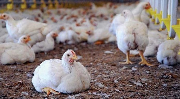 poultry-farm