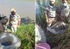 मंड इलाके में दसूहा पुलिस की रेड, हजारों लीटर कच्ची व पक्की लाहन बरामद कर की नष्ट, मामला दर्ज