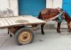 घोड़े ने युवक पर किया हमला, पैरों से कुचला, हुई मौत