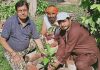 पूर्व पार्षद धीर व कौशल ने पर्यावरण दिवस पर किया पौधारोपण