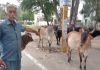 लावारिस पशु शहर वासियों के लिए किसी बम से कम नहीं हैं: कर्मवीर बाली