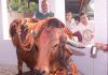 गोपाष्टमी पर भारतीय गऊ की संभाल का लें संकल्प: मनोज गुप्ता