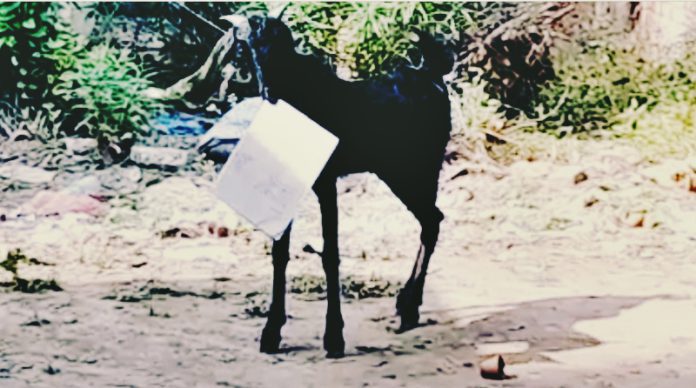 goat pick govt file and run away
