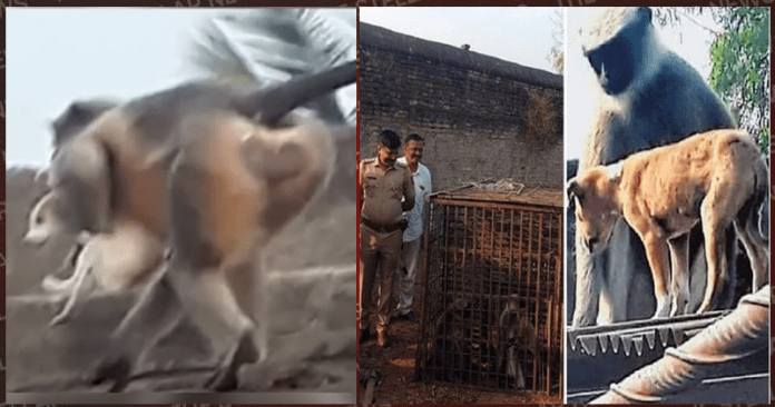 monkeys vs dogs war 2