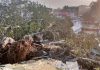 दियोटसिद्ध मंदिर में 700 साल पुराना बरगद का पेड़ गिरा, चार दुकानें ध्वस्त