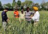 ਕਣਕ ਦੇ ਸਿੱਟਿਆਂ ਉੱਪਰ ਜਾਮਣੀ ਧੱਬਿਆਂ ਕਾਰਨ ਕਿਸਾਨਾਂ ਨੂੰ ਘਬਰਾਉਣ ਦੀ ਜ਼ਰੂਰਤ ਨਹੀਂ: ਡਾ. ਅਮਰੀਕ ਸਿੰਘ