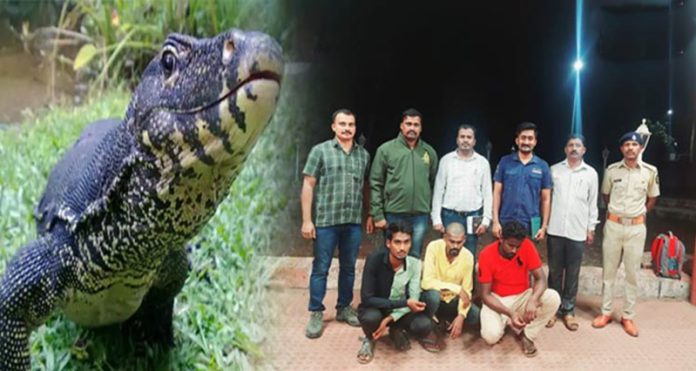 Bengal Monitor Lizard