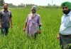 धान की सीधी बिजाई कर अधिक झाड़ प्राप्त कर रहा है प्रगतिशील किसान बूटा सिंह
