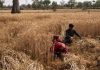 INDIA BANS EXPORT OF WHEAT TO CONTROL SPIKES IN PRICES AT HOME