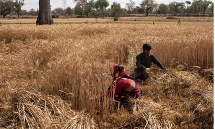 Wheat harvesting