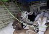 28 bovines rescued in Rajouri J&K