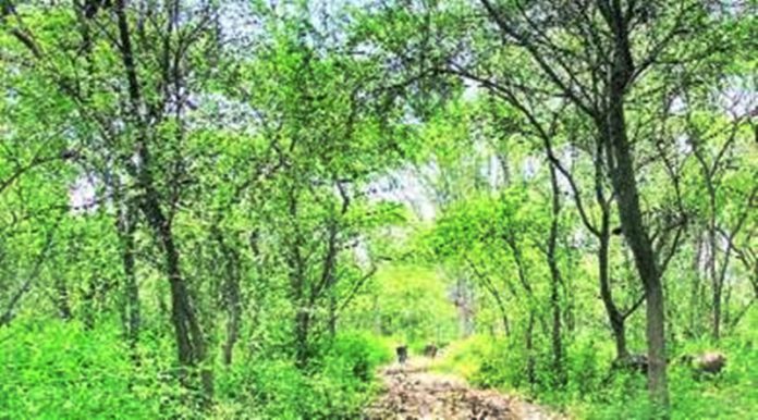 Mattewara-forest-Gurmeet-Singh