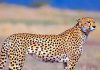After 79 years, Cheetahs to return Indian grasslands
