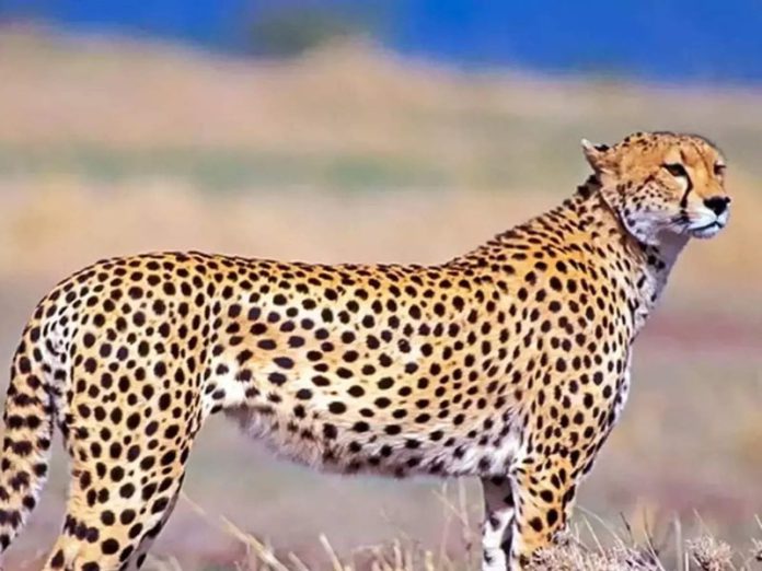 cheetah